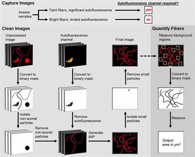 DEFiNE: A Method for Enhancement and Quantification of Fluorescently Labeled Axons